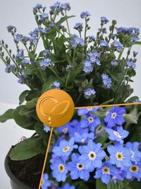Myosotitis alpestris Bellamy Blue Floragran