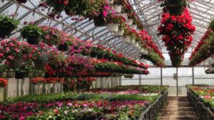 Highlights From USDA’s 2021 Floriculture Crops Survey