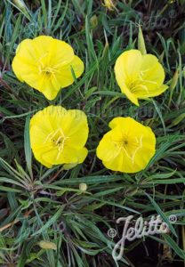 Oenothera macrocarpa ssp fremontii Silver Wings (Jelitto Perennial Seeds)
