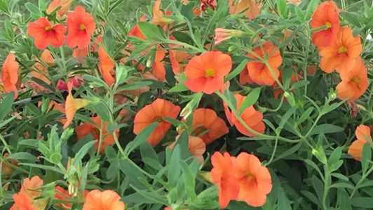 Orange Petunias