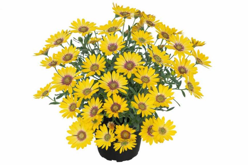 Osteospermum Summersmile Yellow (Kientzler)