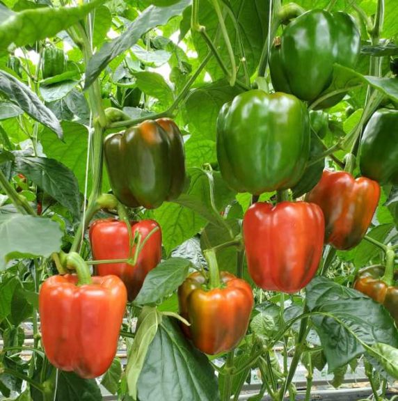 'Francelia' (Syngenta)