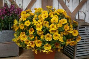 Petchoa SuperCal Premium Yellow Sun (Sakata Ornamentals)