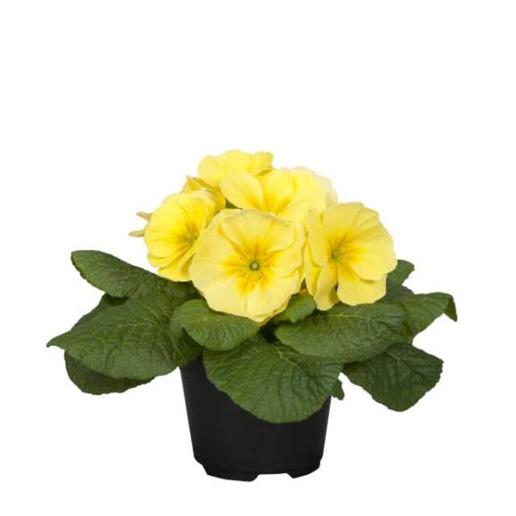 Primula Paradiso Light Yellow (Schoneveld)