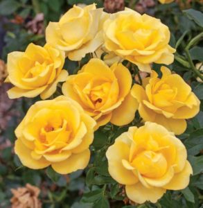 Rosa Gilded Sun (Star Roses and Plants)