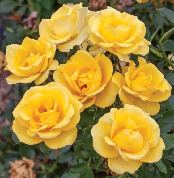 Rosa Gilded Sun (Star Roses and Plants)