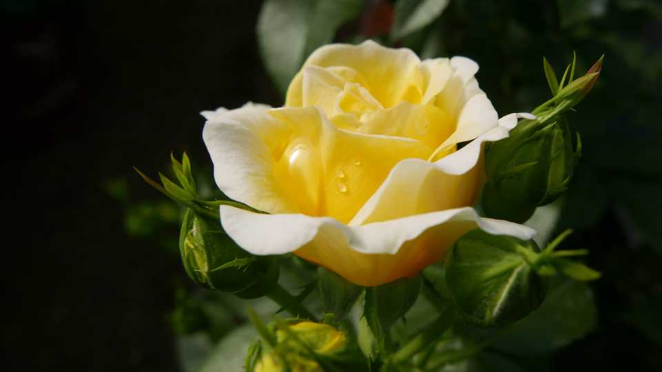 Rose Easy Elegance Yellow Brick Road (Bailey)