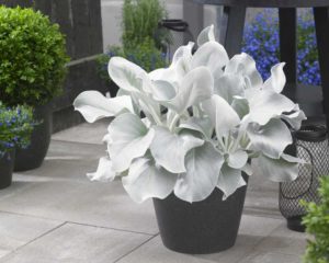 Senecio Angel Wings (Flamingo Holland)