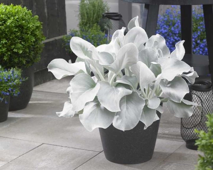 Senecio Angel Wings (Flamingo Holland)