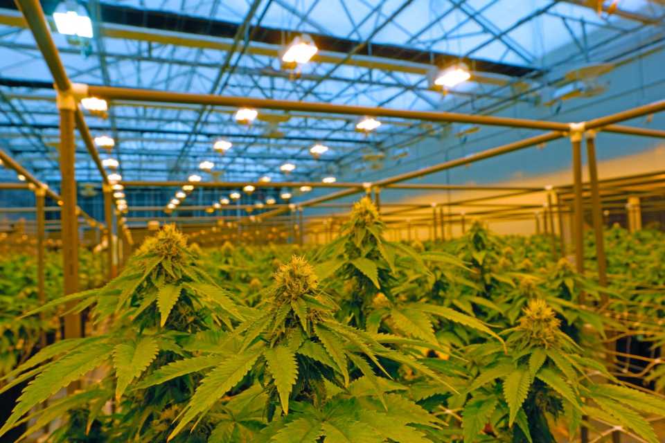 Solaris Farms