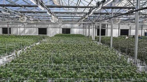 Now That’s Sweet: Maine Cannabis Grower Harvests First Clean Adult-Use Crop
