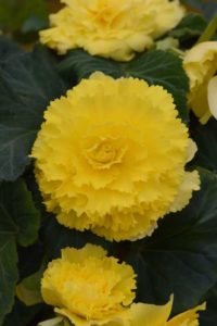 Tuberous Begonia AmeriHybrid Ruffled Yellow (PanAmerican Seed)
