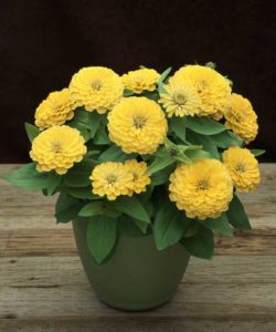 Zinnia F1 Preciosa Light Yellow (American Takii)