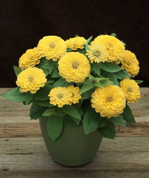 Zinnia F1 Preciosa Light Yellow (American Takii)
