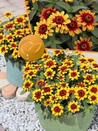 Zinnia Hybida Profusion Red Yellow Bicolor Sakata