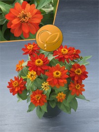 Zinnia hybrida Belize Double Scarlet Takii