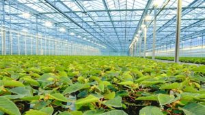 Light up the Way To Greenhouse Growing Success