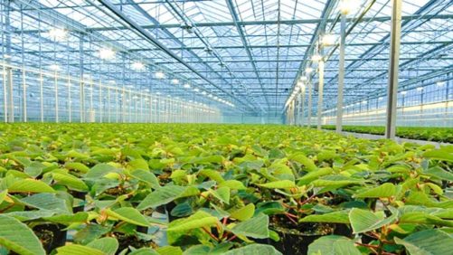 Light up the Way To Greenhouse Growing Success