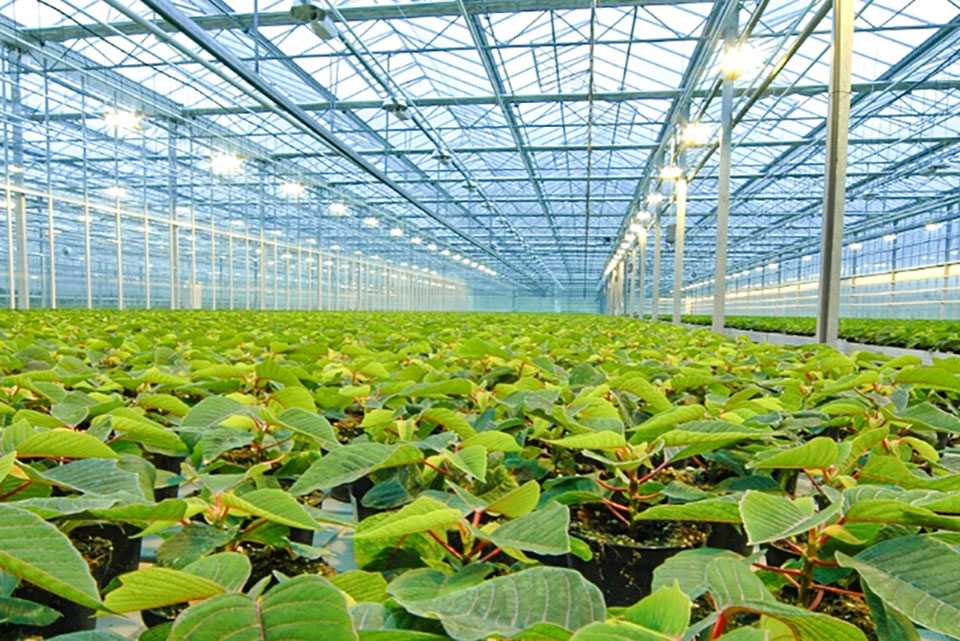 Lit up greenhouse