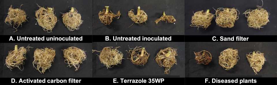 Root rot experiment on poinsettias