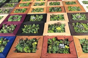 succulent frames