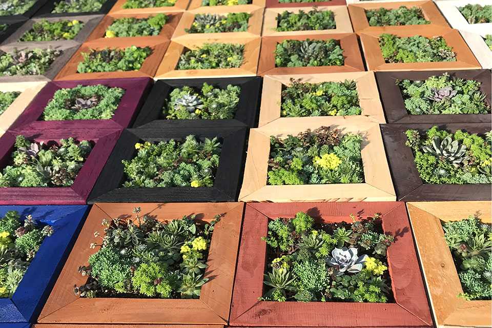 succulent frames