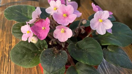 Solution Gardening Options You Might Want To Consider
