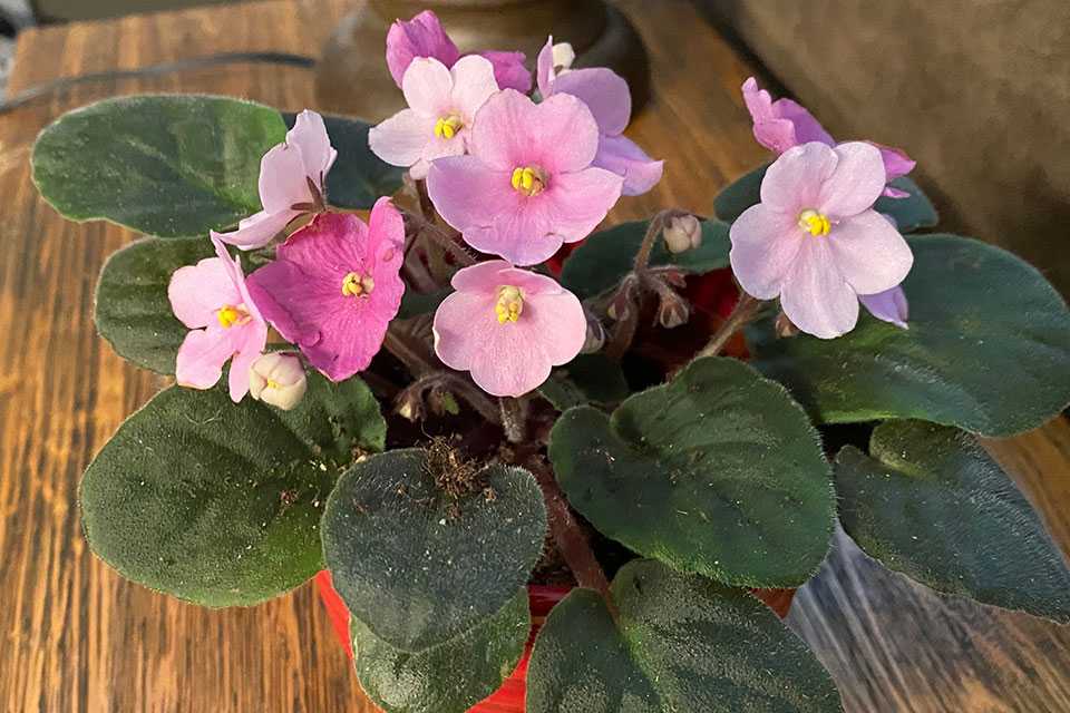 Pink African violet