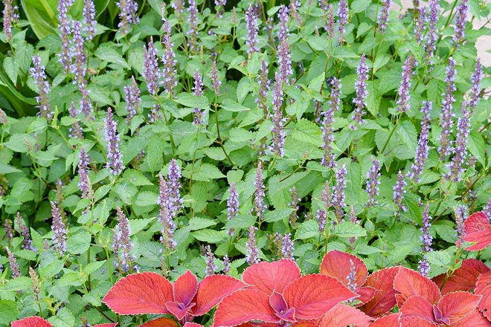 Agastache-Astello-Indigo