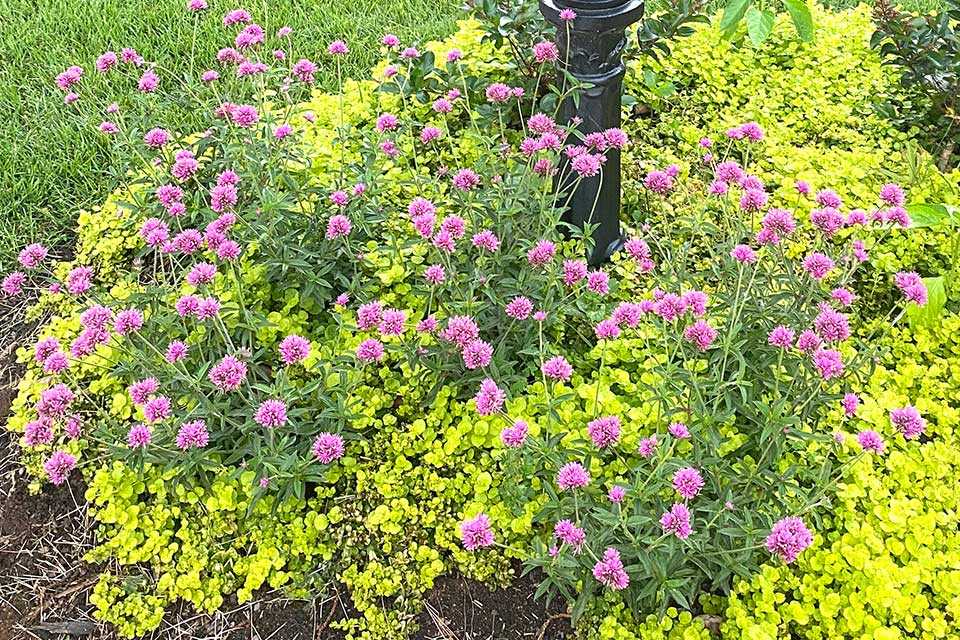 Lysimachia 'Aurea' with globe amaranth