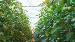 Why “We Don’t Have a Choice” on Scaling Sustainable Agriculture Indoors