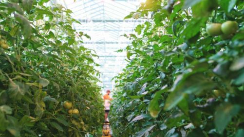 Why “We Don’t Have a Choice” on Scaling Sustainable Agriculture Indoors