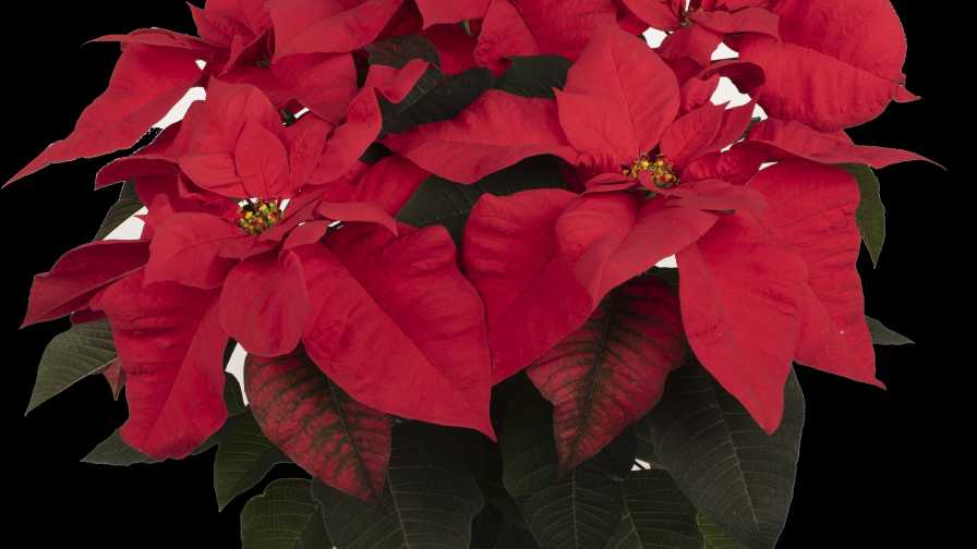 ToroRed poinsettia