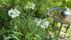 5 Plants That Can Help Give Gardens a Tropical Look