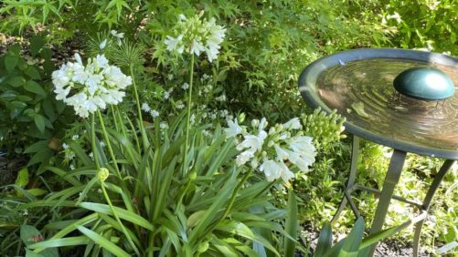 5 Plants That Can Help Give Gardens a Tropical Look