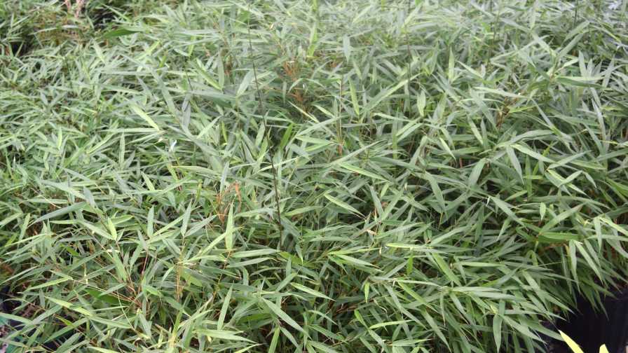 Bamboo (Fargesia scabrida)