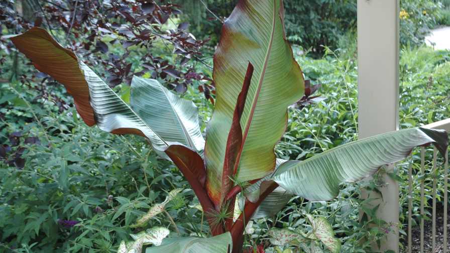 Banana (Ensete 'Maurelli')