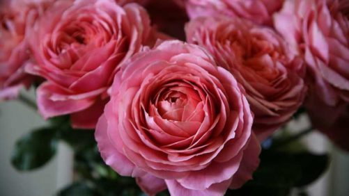 How One Top 100 Ornamental Grower Got Creative During COVID-19