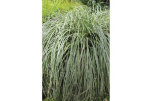 Carex (Quiet Garden)