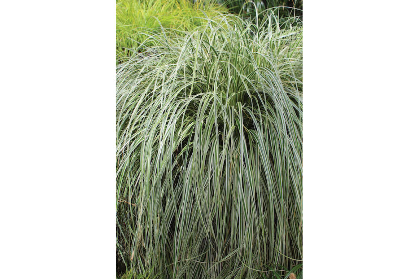 Carex (Quiet Garden)