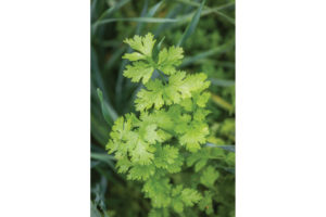 Cilantro (World Herb Garden)