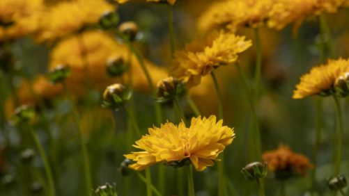 One More Look at New Varieties That Reflect Pantone’s Colors of the Year