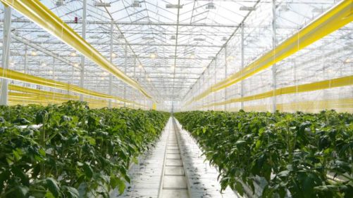 Greenhouse Vegetables Are at a Crossroads; So What’s Next?