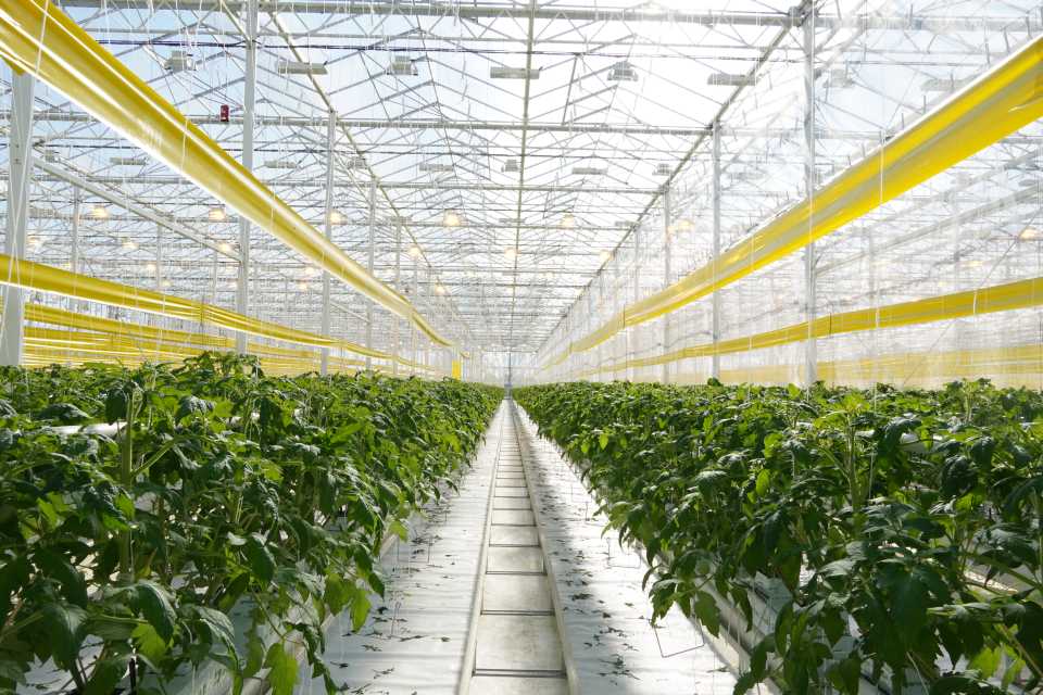 AppHarvest First Tomato Crop FarmCo