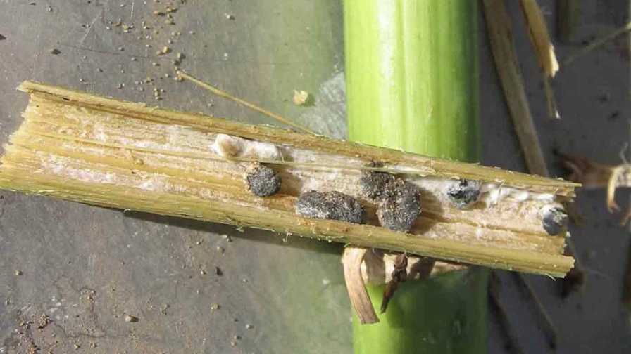 Sclerotia symptoms