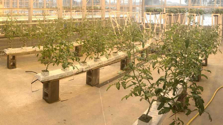 Figure 1 Young Tomatoes in Vegetative Phase tomato crop steering