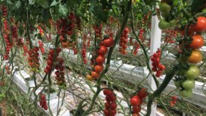 Figure 3 Cherry Tomato in Generative Phase