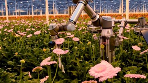 Gerbera Harvesting Robot Getting Closer to Reality