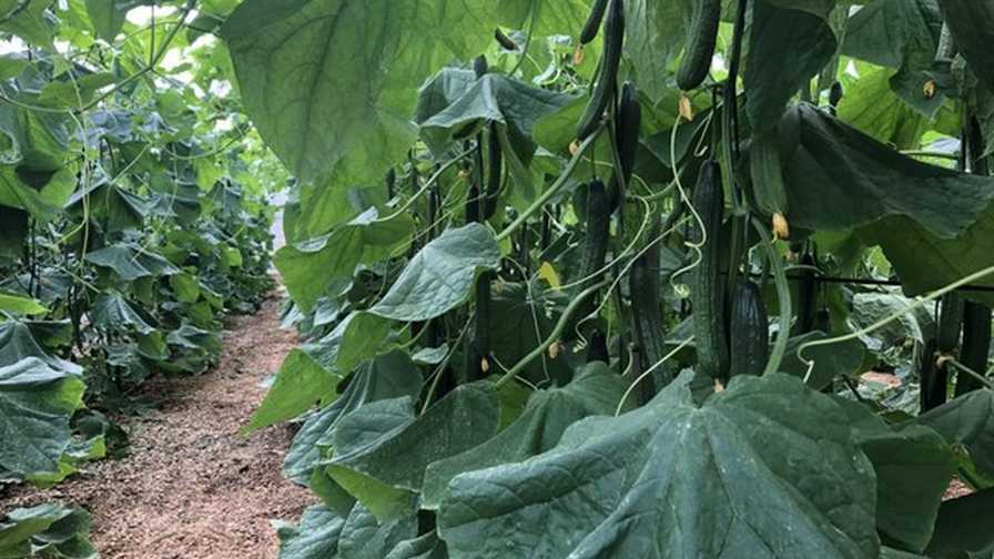Hazera Cucumbers in a greenhouse greenhouse cucumbers