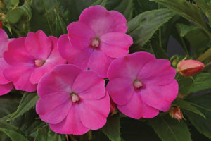 Impatiens (Quiet Garden)